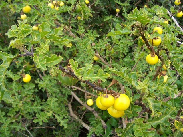 Solanum linnaeanum (=Solanum sodomaeum) / Pomo di Sodoma